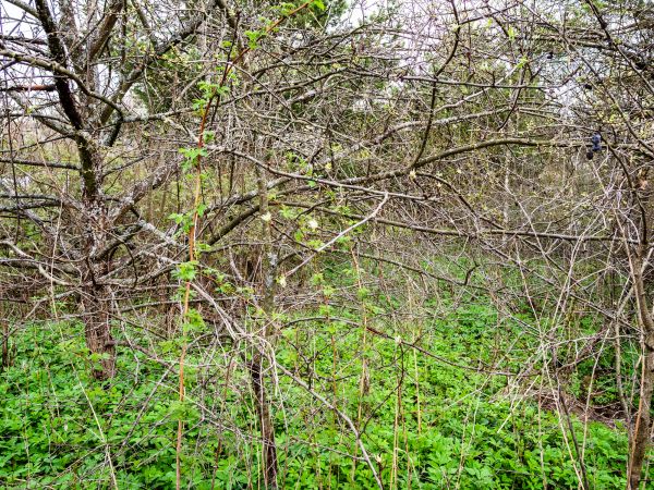 Cost of Underbrush Clearing in Dawsonville