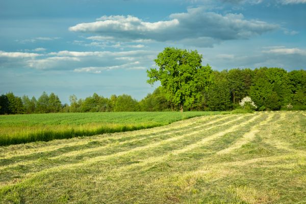 Cost of Vegetation Removal in Dawsonville
