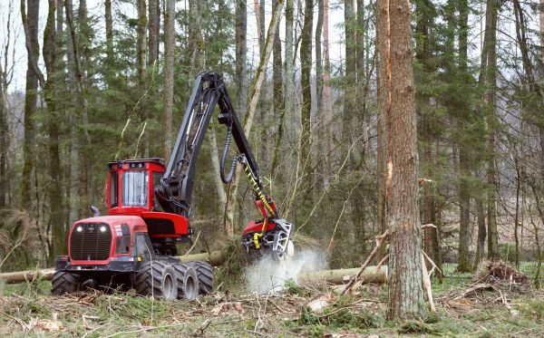 Cost of Forest Clearance Service in Dawsonville