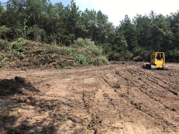 Cost of Thicket Clearing in Dawsonville